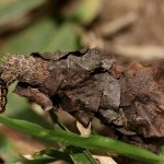 Bagworm-6051-001a