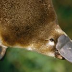 platypus