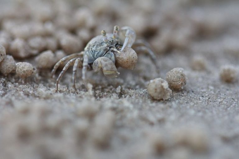 sand-bubbler-crab-136-768x511