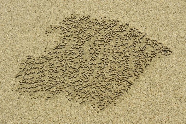 sand-bubbler-crab-65-768x512
