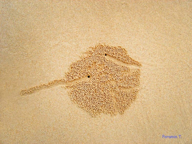 sand-bubbler-crab10-768x576