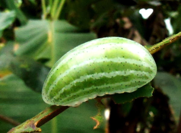 green-slug-caterpillar-4-750x380