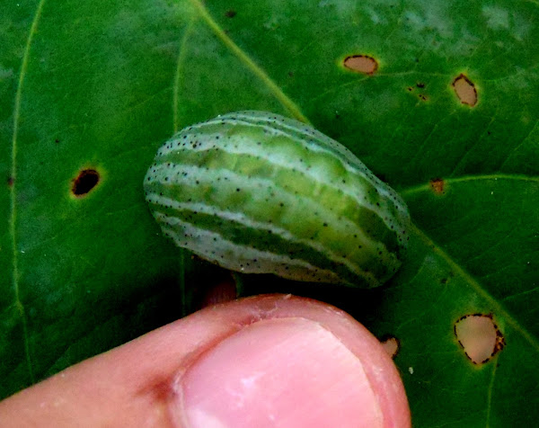 green-slug-caterpillar-4-750x380